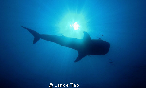 silhouette of whale shark by Lance Teo 